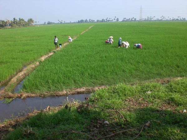 Rice fields in Kerala