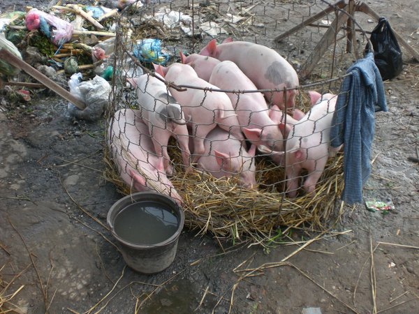 Pigs at Hoi An Market