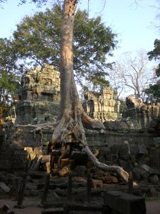 Tree roots at Ta Phron  temple