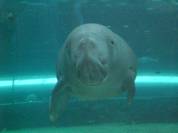The mysterious dugong