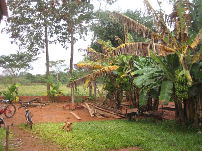 their backyard...banana and papaya trees