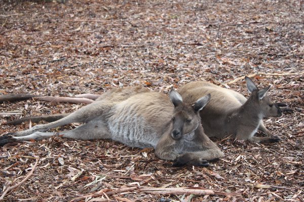 Lazy Kangaroos