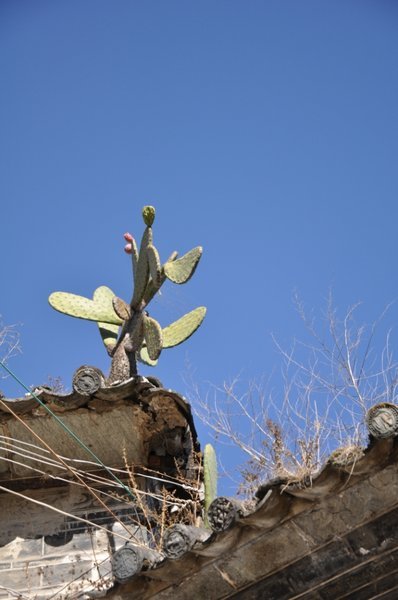 Cactus. (Xizhou) 