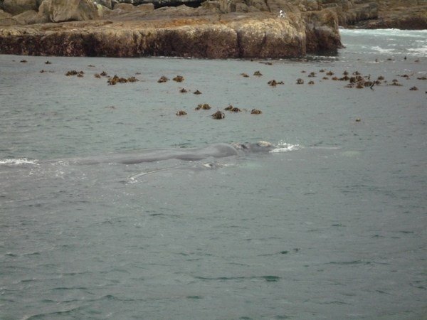 Mother and calf whales near shore