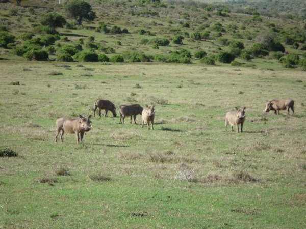 Three warthogs on guard