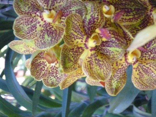 Orchids 519