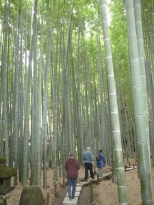 Bamboo forest Hokokuji Temple