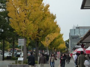 Avenue of ginko trees in Himeji