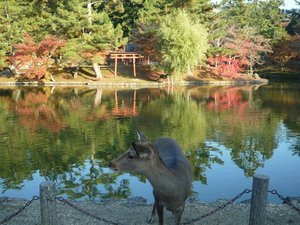 One of the any tame deer at Nara