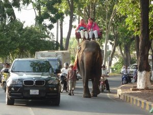 Elephant going around Wat Phnom in cute leather shoes