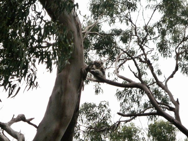 Koala, Otway Ranges