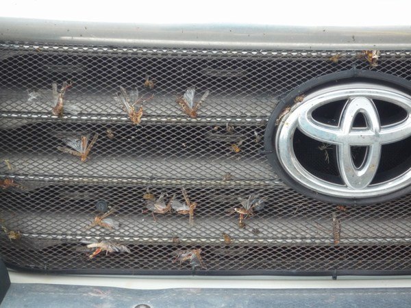 Huge bugs on a car front grill, Port Elliot