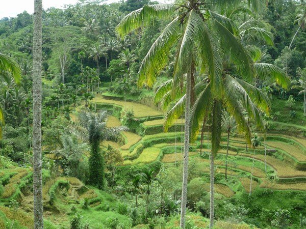 Rice ready for cropping, Ubud