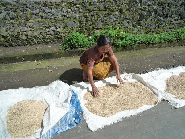 Drying rice on the road, Ubud