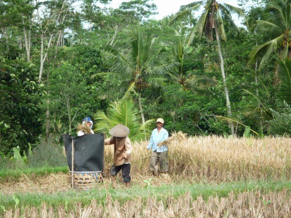 Thrashing rice sheaves behind windbreak, Ubud