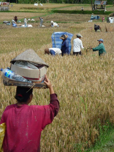 Whole village cropping rice, Ubud