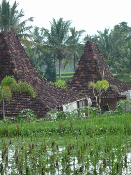 Rice farms, Ubud