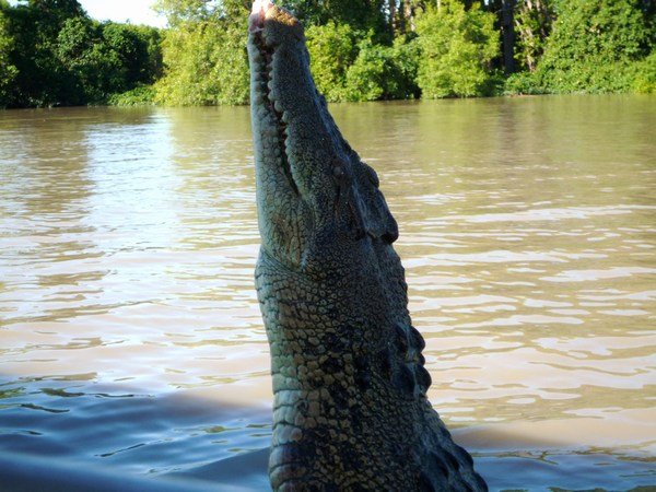 Jumping croc on the Adelaide River
