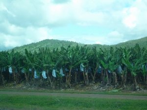 Banana plantations from Tilt Train