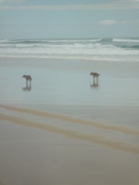 Dingoes on 75 Mile Beach
