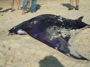 Dead manta ray on 75 Mile Beach
