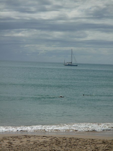 Swimmers training in Noosa Bay