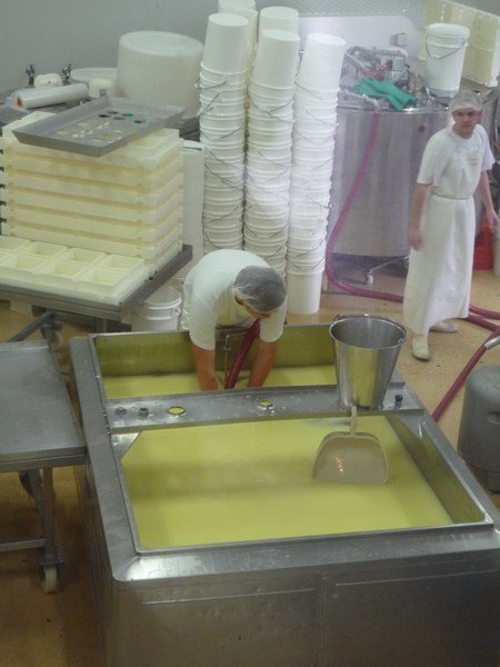 Making cheese, Maleny Dairy