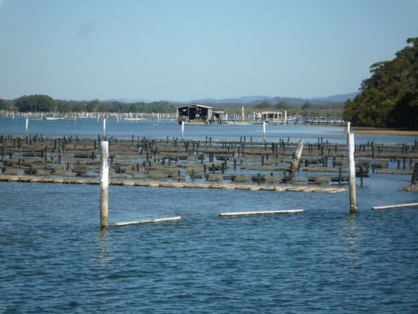 Slalom course around the oyster farms, Port Macquarie 