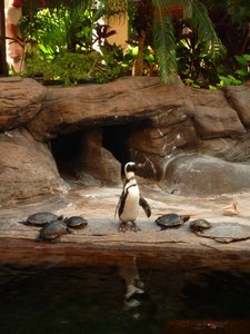 Penguins - just what you expect in Hawaii