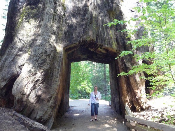 Joy under Tunnel Tree, Toulumne Grove, Yosemite