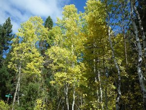 Wide variety of trees and colours around Lake Tahoe