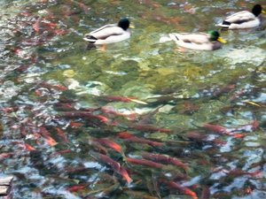 Ducks and salmon, Lake Tahoe