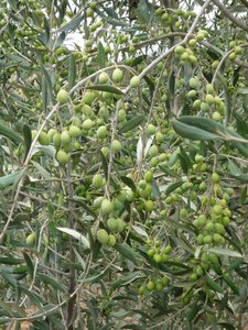 Olive trees in the Sonoma Valley