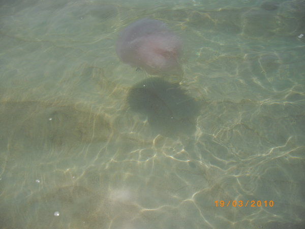 Giant JellyFish