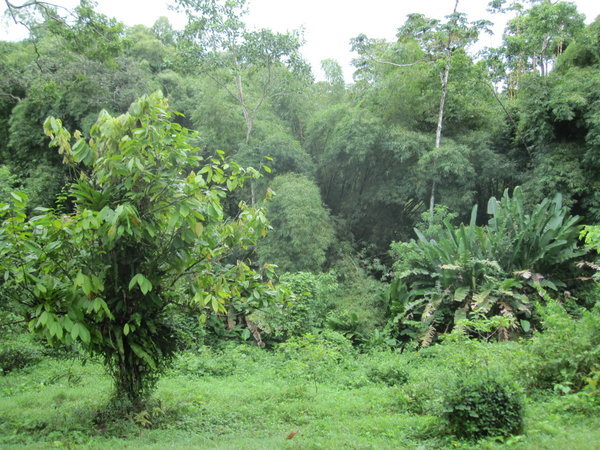 jungle hike