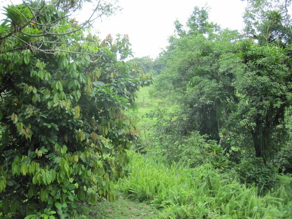 jungle hike
