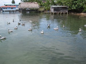 pelicans 019