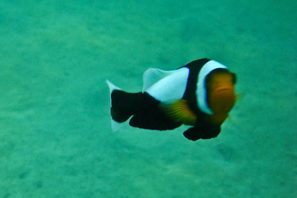 a clownfish: ain't it funny? ;-)