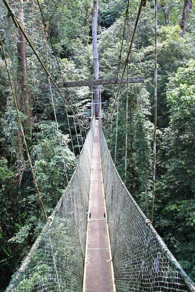 The canpoy walk. 20-30 meters above ground