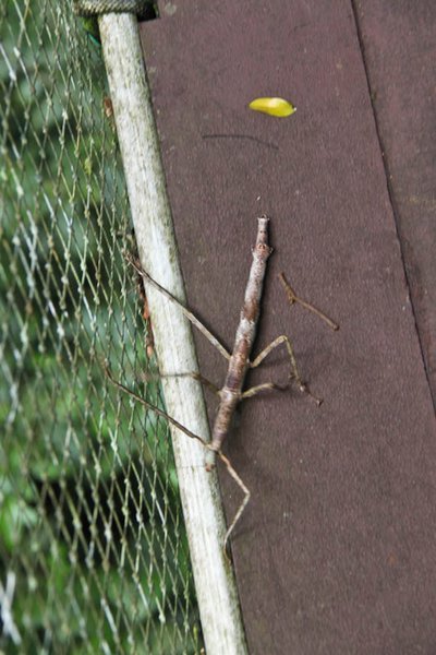 A walking stick, as big as my foot!