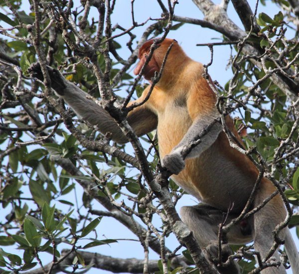 Proboscis Monkey or "Orang Belanda"