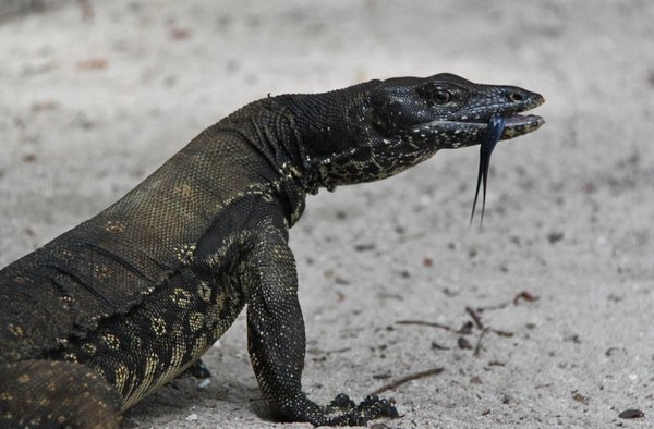 Monitor Lizard on Sipadan island