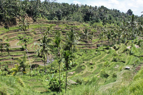 Bali's rice paddies