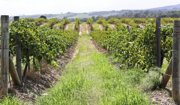 Hunter Valley vineyards