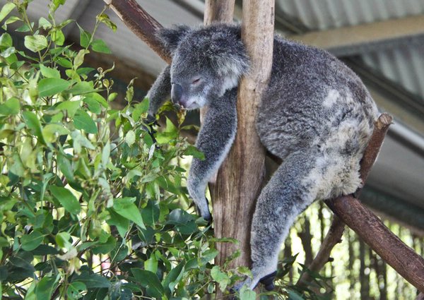 Koala @ Billabong Koala Park