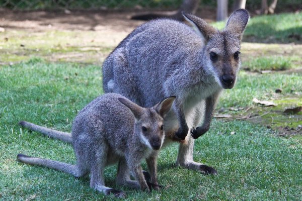 Kangaroos @ Billabong Koala Park