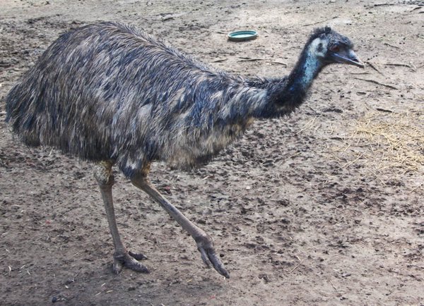 Emu @ Billabong Koala Park