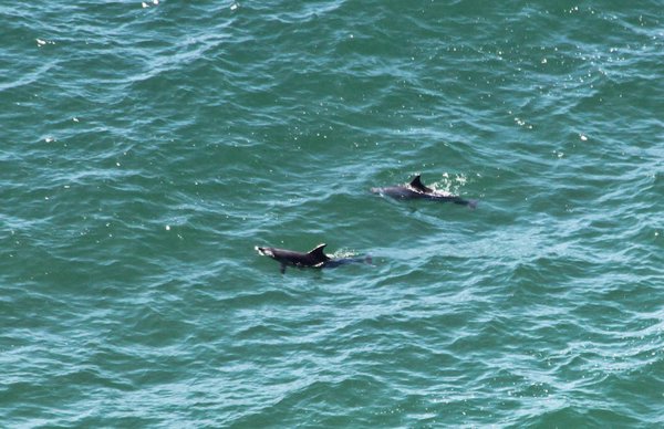 Byron Bay dolphins