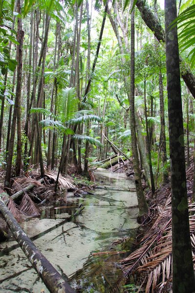 Fraser Island - jungle walk