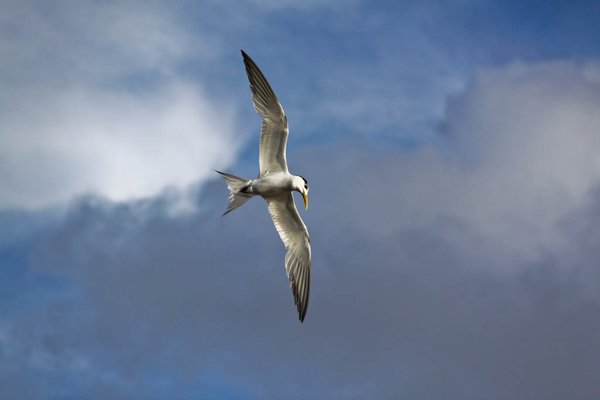 Fraser Island - looks like a tern